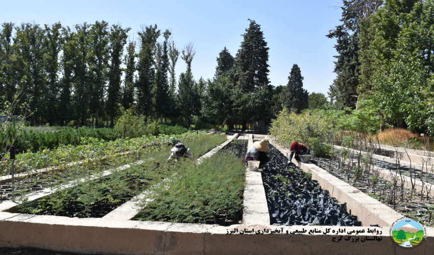 البرز/ 700 هزار نهال از نهالستان منابع طبیعی کرج در کشور توزیع شد