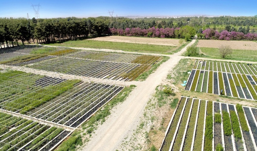 سازمان منابع طبیعی با تولید 240 میلیون نهال حماسه آفرید