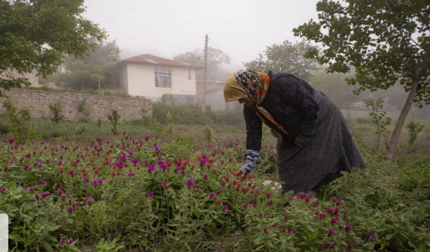 ساری / شناسایی بیش از ۳۰۰ گونه گیاه دارویی در مازندران
