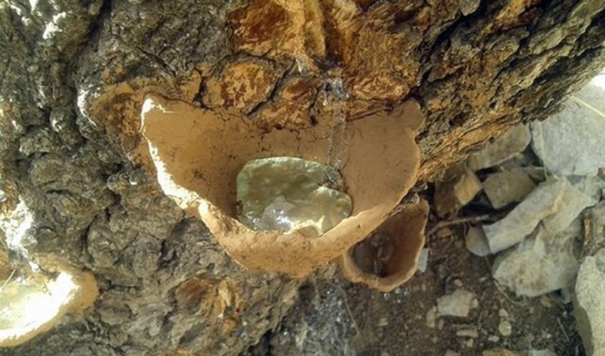 صدور مجوز برداشت سقز در عرصه‌های منابع طبیعی استان کرمانشاه