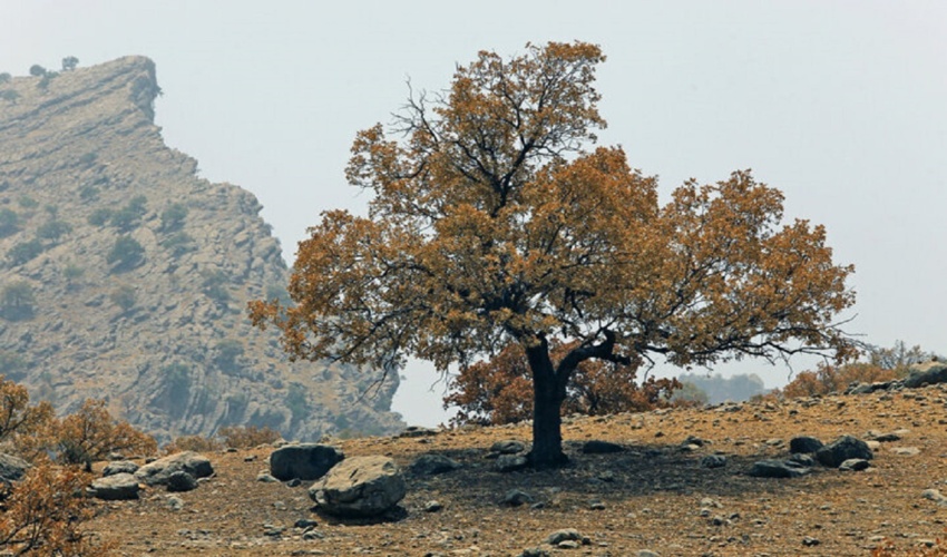 چهارمحال/آفت و بیماری ۳۵ هکتار از جنگل‌های بلوط را درگیر کرده است