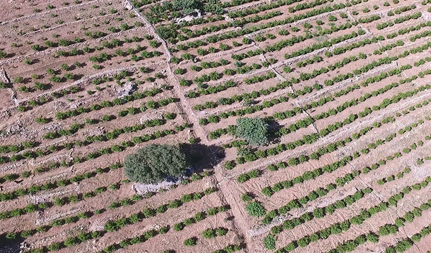 1360 پلاک از اراضی کردستان رفع تداخل شده است