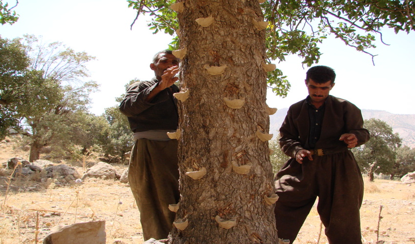 مشارکت 122 تعاونی فعال در زمینه بهره برداری از منابع طبیعی در استان ایلام 