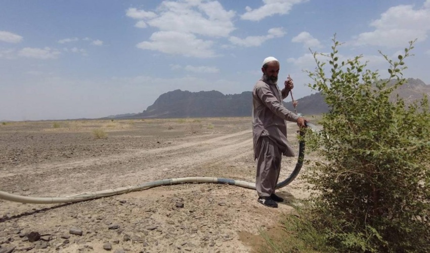 سیستان/ نهالکاری  ۳۰۰ هکتاری در فهره از توابع شهرستان سیب و سوران