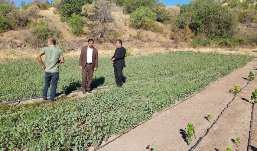 ظرفیتهای شهرستان خلخال برای توسعه جنگلهای هیرکانی کم نظیر است