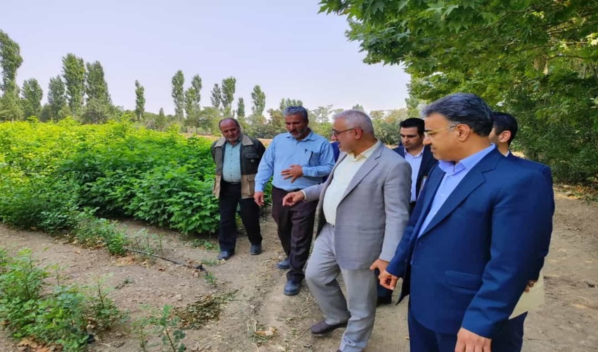 رئیس سازمان منابع طبیعی کشور: ۲۴۸ میلیون و ۶۰۰ هزار نهال در کشور تولید شد