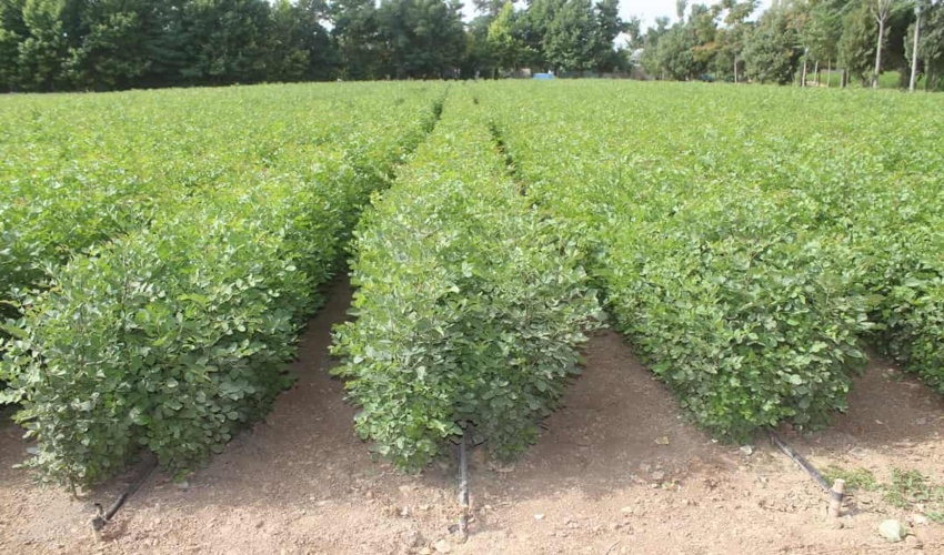 گام نخست اجرای طرح ملی "کاشت یک میلیارد درخت" در استان مرکزی اجرایی شد