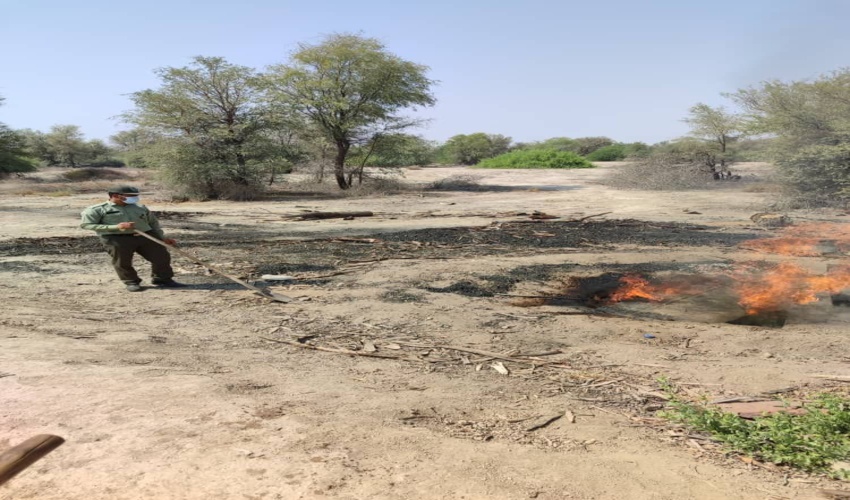 بیش از یک میلیون هکتار از اراضی بیابانی کرمان کانون بحران/ نهالکاری یا مالچ پاشی، کدام بهتر است؟