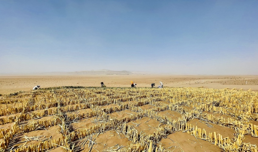 بادشکن های  زیستی، بیابان های ایران را «زیستی» می‌کند