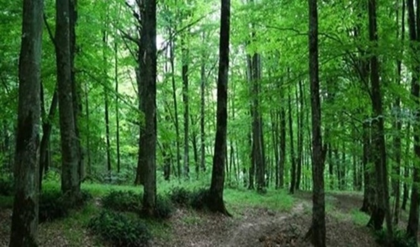 ساری/ آزادسازی 328 هکتار عرصه جنگلی از جنگل خواران