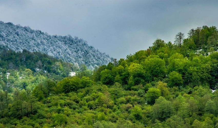 شرط برداشت چوب از جنگل های شمال 