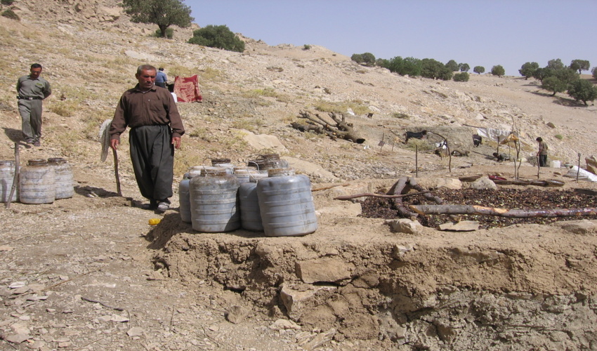 فعالیت 55 تعاونی در زمینه استحصال شیره سقز در استان ایلام