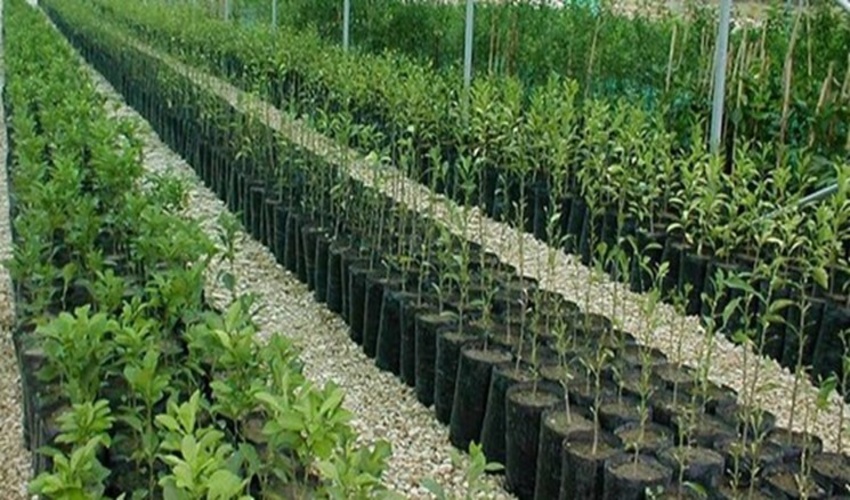 ثبت کامل اطلاعات فرآیند تولید نهالستان‌های منابع طبیعی در سامانه ساتک در یک ماه آینده