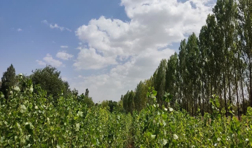 همکار خبرنگار؛ سید مصطفی موسوی از استان همدان