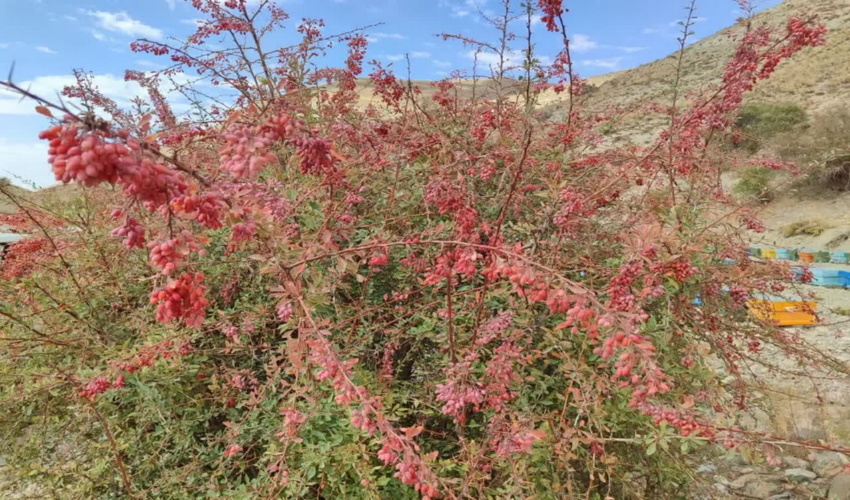 همکار خبرنگار؛ مهدی صحرائی از استان خراسان رضوی