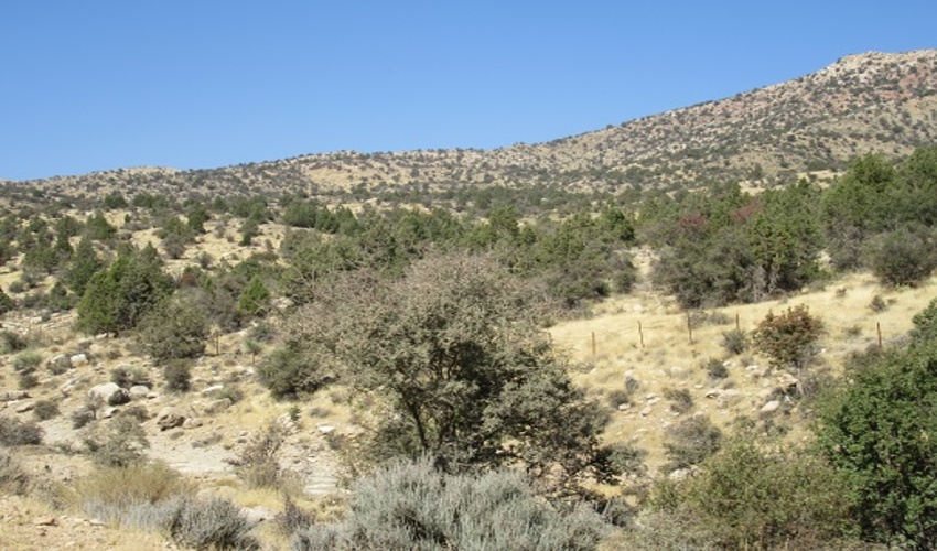 شناسایی بیش از 43 هزار هکتار ذخیرگاه جنگلی در فارس