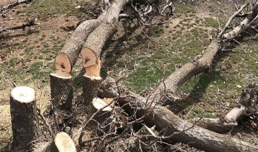 مامور یگان حفاظت منابع طبیعی استان کرمانشاه مجروح شد