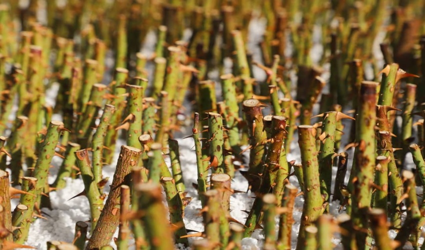 ۲۲۰ هزار قلمه گل محمدی در استان مرکزی تولید شد