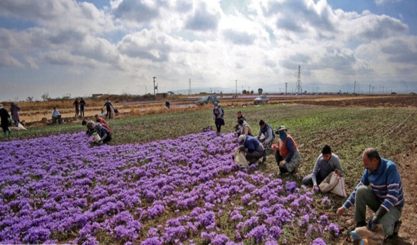 100 درصد مراتع همدان ممیزی شد