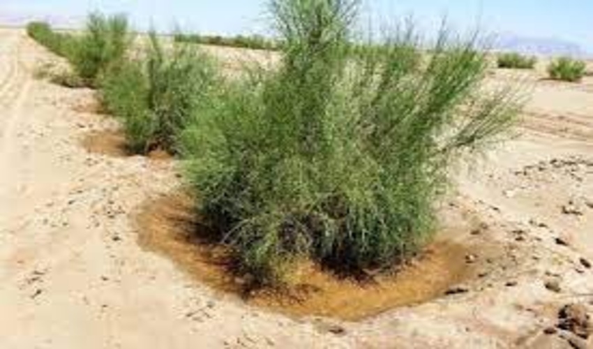 یادداشت هفته/ تاثیر احداث هلالی های آبگیر بر جذب نزولات آسمانی و احیای تاغزارهای ورامین