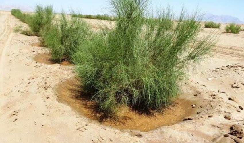 البرز/ ۵۰۰ هکتار اراضی بیابانی اشتهارد برای نهالکاری آماده سازی شد