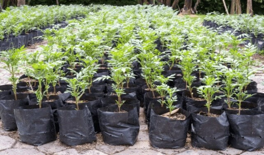 هوشمندسازی نهالستان‌ها، اولویت نخست منابع طبیعی در حوزه دانش‌بنیان است