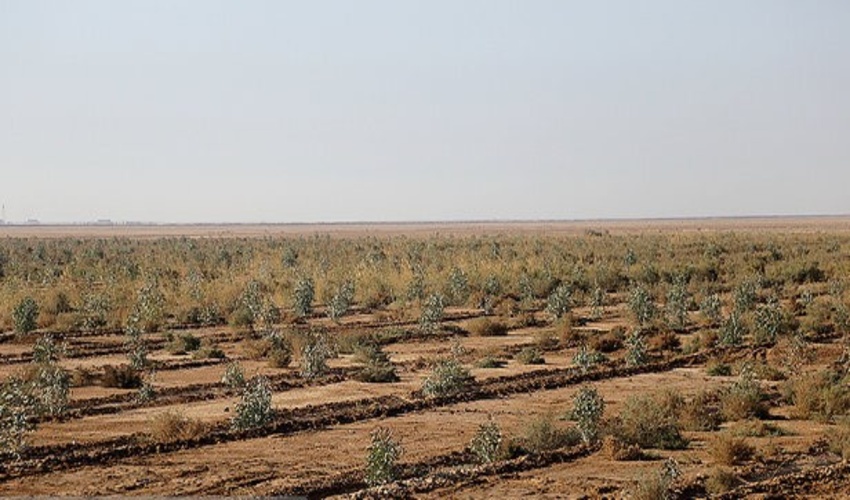 همدان/ اتمام نهالکاری 270 هکتار از عرصه منابع ملی «تجرک» کبودراهنگ