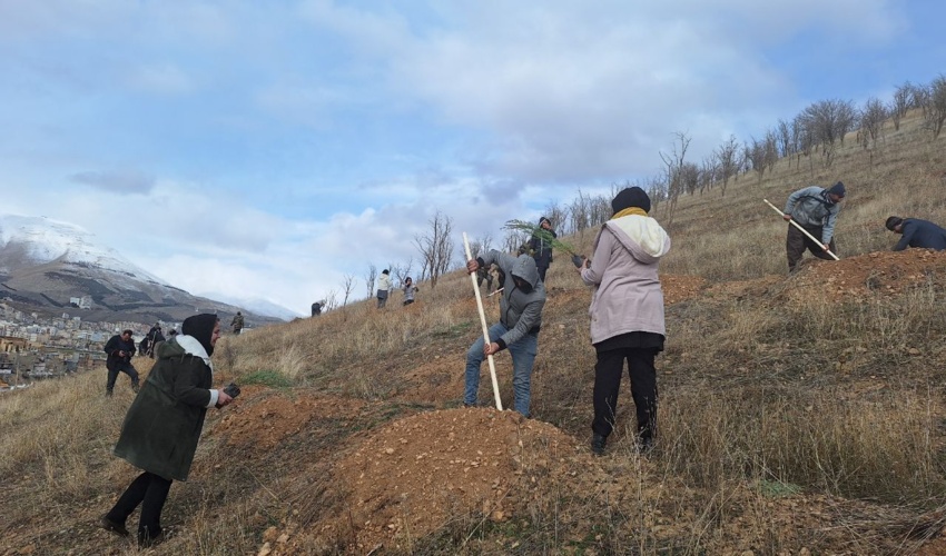 کاشت 500 هزار اصله نهال در کردستان شروع شد