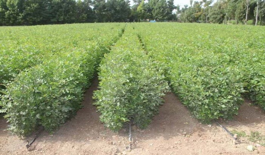 نوشهر/ کاشت ۵ میلیون و ۳۰۰ هزار اصله نهال امسال در مازندران