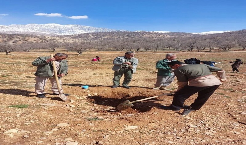 کاشت ۱۰ هزار اصله درخت در کهگیلویه و بویراحمد آغاز شد