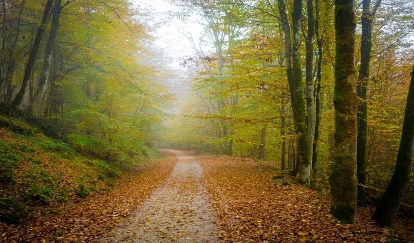 سایه روشن های ششمین دوره آماربرداری سراسری جنگل های هیرکانی از زبان مدیر کل دفتر جنگلداری