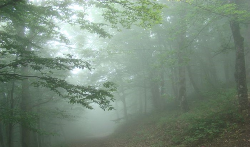 قدر جنگل ها را بدانیم/ اول فروردین ماه روز جهانی جنگل است