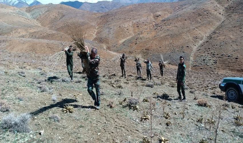 البرز/ جلوگیری از نهالکاری غیر مجاز و رفع تصرف اراضی ملی با هماهنگی دادستان ساوجبلاغ