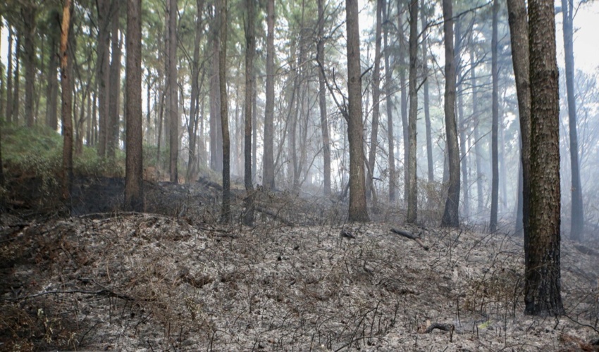نوشهر/ آتش سوزی جنگل کجور مهار شد