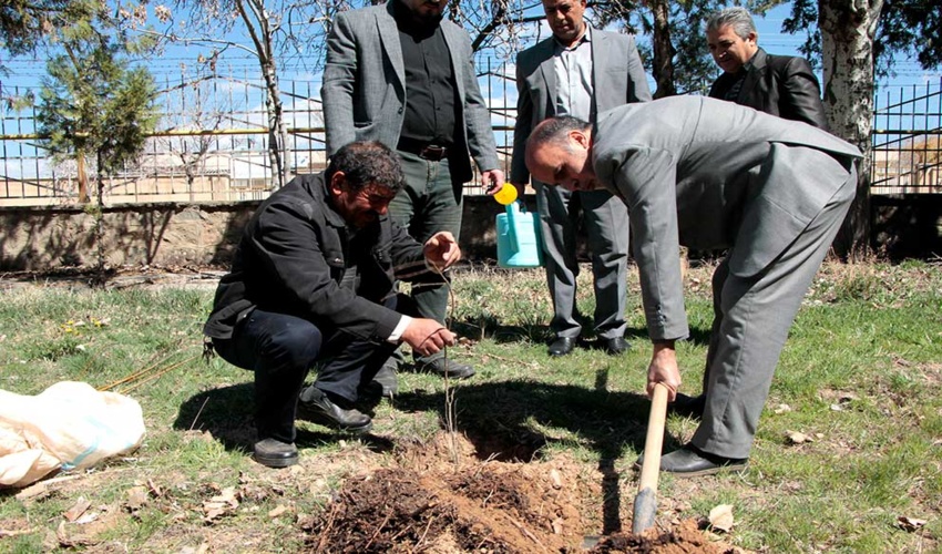 همزمان با روز طبیعت 18000 اصله نهال در زنجان کاشته شد