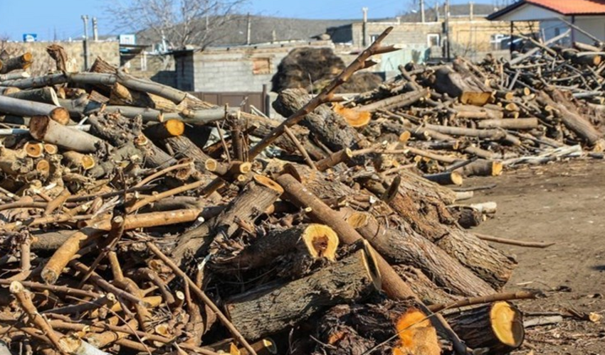  2 تن چوب قاچاق در کهگیلویه و بویراحمد