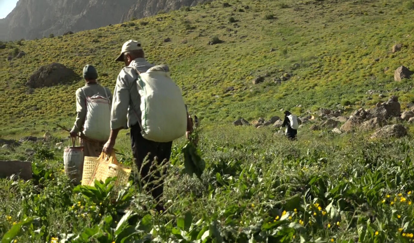 ممنوعیت برداشت و فروش گیاهان مرتعی و دارویی در آذربایجان غربی