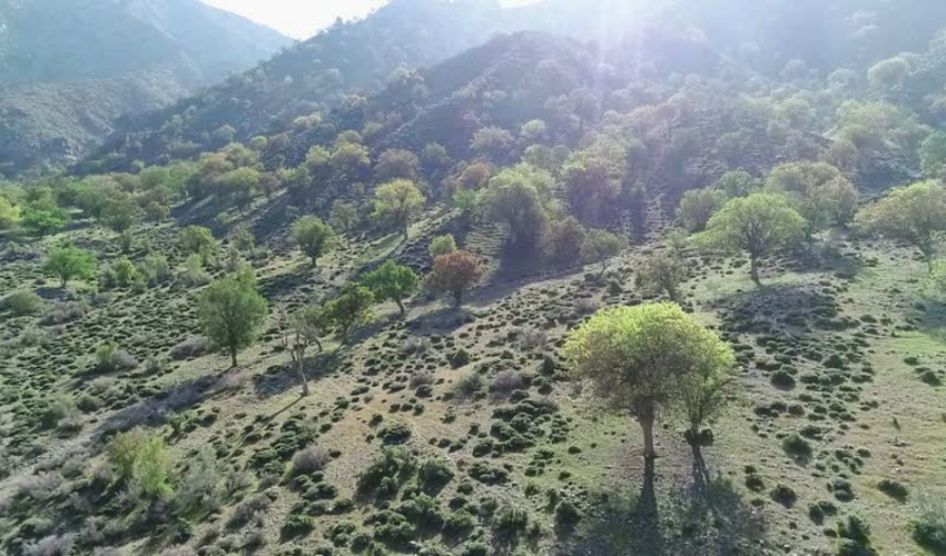 ذخیره‌گاه‌های جنگلی جنوب کرمان، گنجینه‌ای که باید حفظ شود 