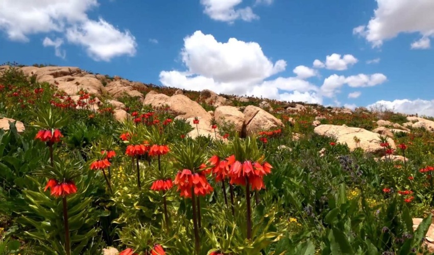 گلی خجل که زمین را نظاره می کند