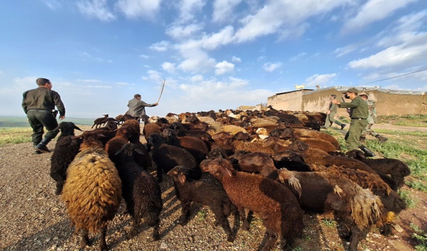 زنجان/ اخراج یک هزار راس دام غیرمجاز از مراتع روستای خلج