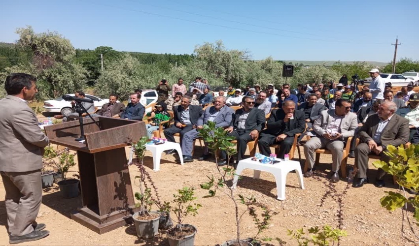 لرستان / 2 هزار اصله نهال در بروجرد غرس شد