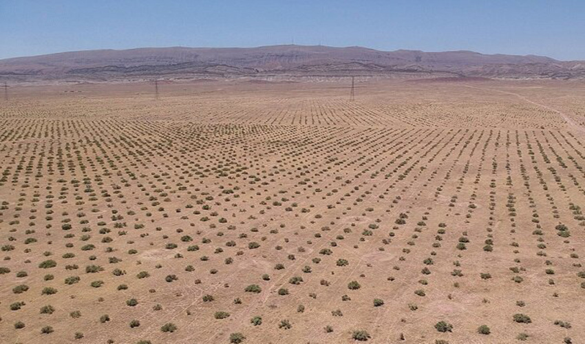 کرمان/ نهالکاری در ۱۷۰۰ هکتار از اراضی بیابانی زرند