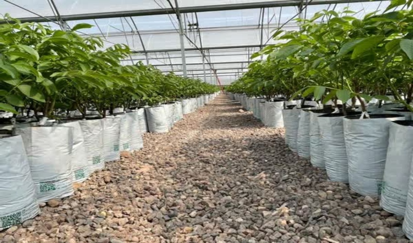 تولید سه میلیون و 500 هزار اصله نهال در خراسان شمالی