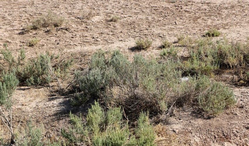 آذربایجان غربی/ 2 هزار و 600 هکتار از حاشیه دریاچه ارومیه زیر پوشش عملیات نهال و بوته‌کاری قرار گرفت