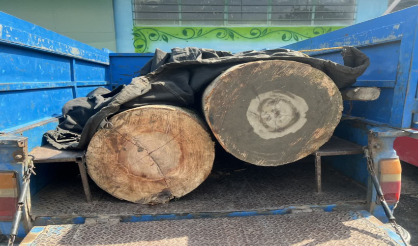 کشف و ضبط 2 اصله گرده بینه قاچاق جنگلی در اردبیل