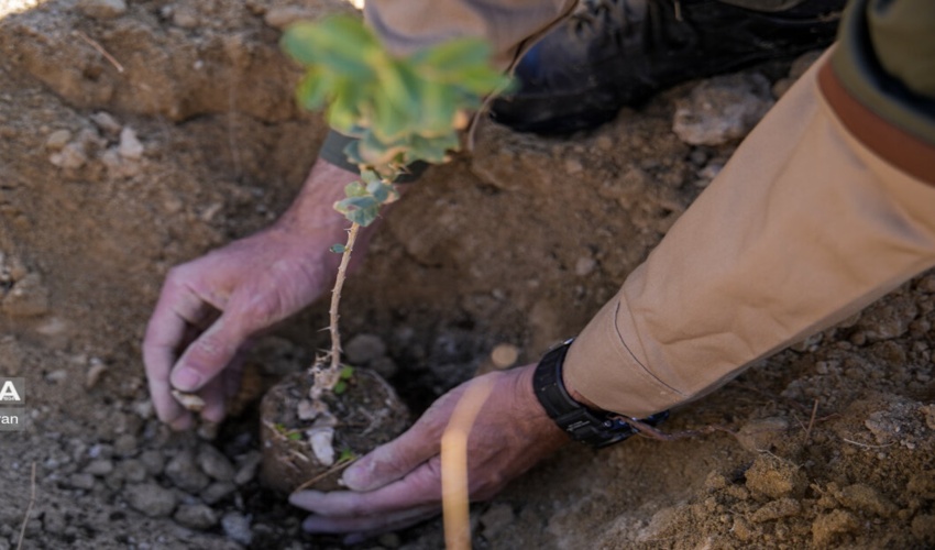 طرح کاشت هشت‌میلیون درخت در استان قم طبق برنامه پیش‌ می‌رود