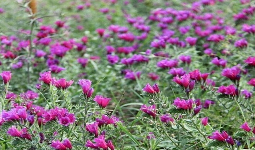 خراسان شمالی/ کشت گیاهان دارویی در 680 هکتار از مراتع شیروان هدف‌گذاری شد