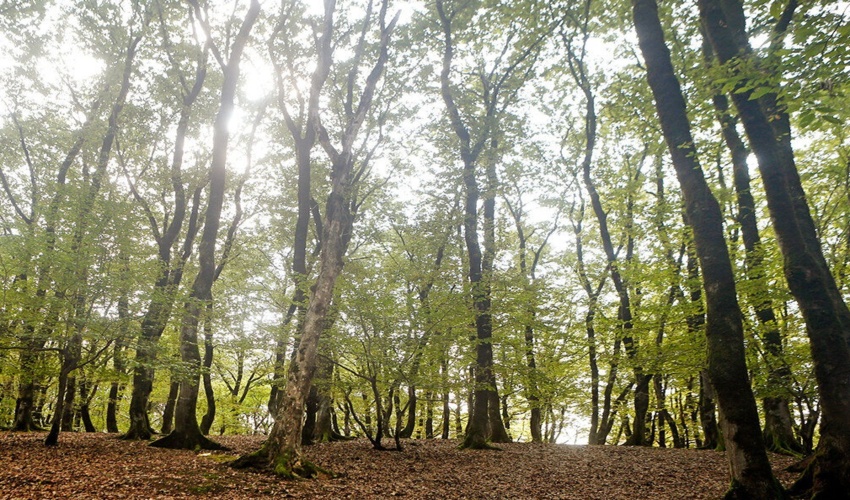  2 تن بذر از جنگل‌های خراسان‌شمالی برداشت شد