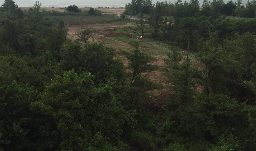 اصفهان/ نزدیک به یک سوم از عرصه های بیابانی شهرستان آران و بیدگل جنگل کاری شده است