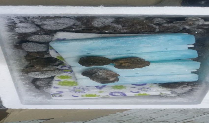 کشف و ضبط 15 جعبه قارچ ترافل قاچاق در استان البرز